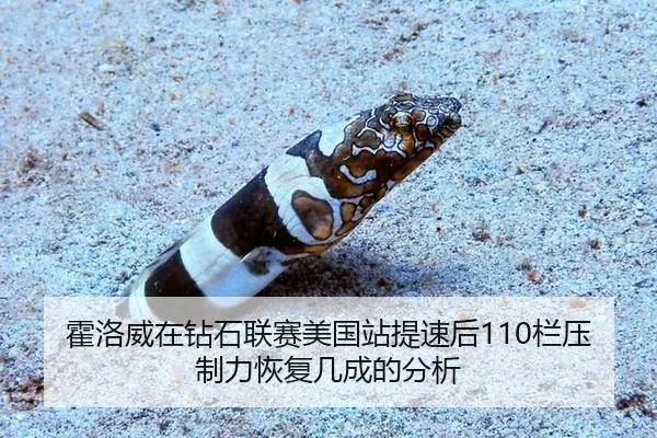 huo-luo-wei-zai-zuan-shi-lian-sai-mei-guo-zhan-ti-su-hou-lan-ya-zhi-li-hui-fu-ji-cheng-de-fen-xi-2-400.jpg
